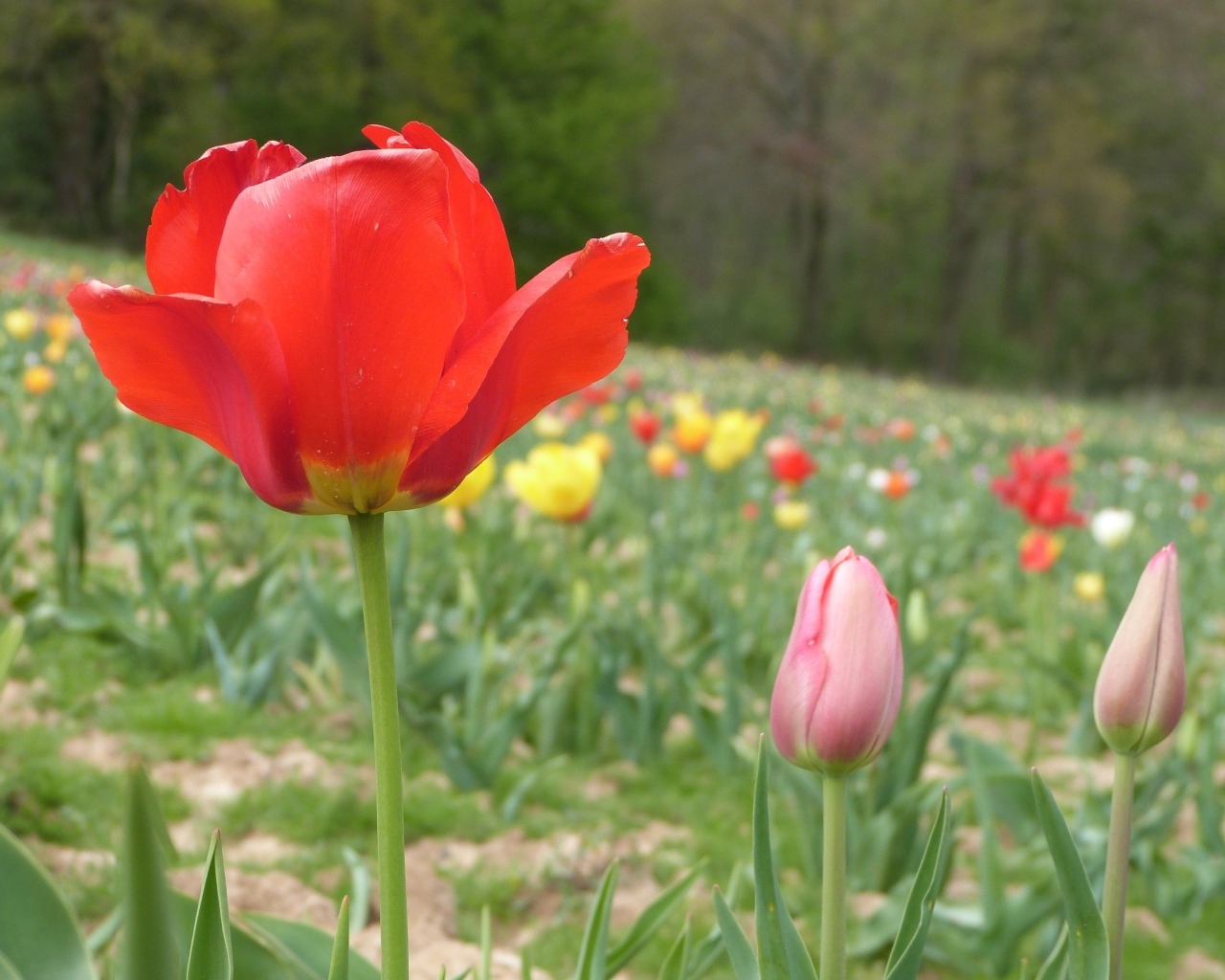Поле с разноцветными тюльпанами в начале весны