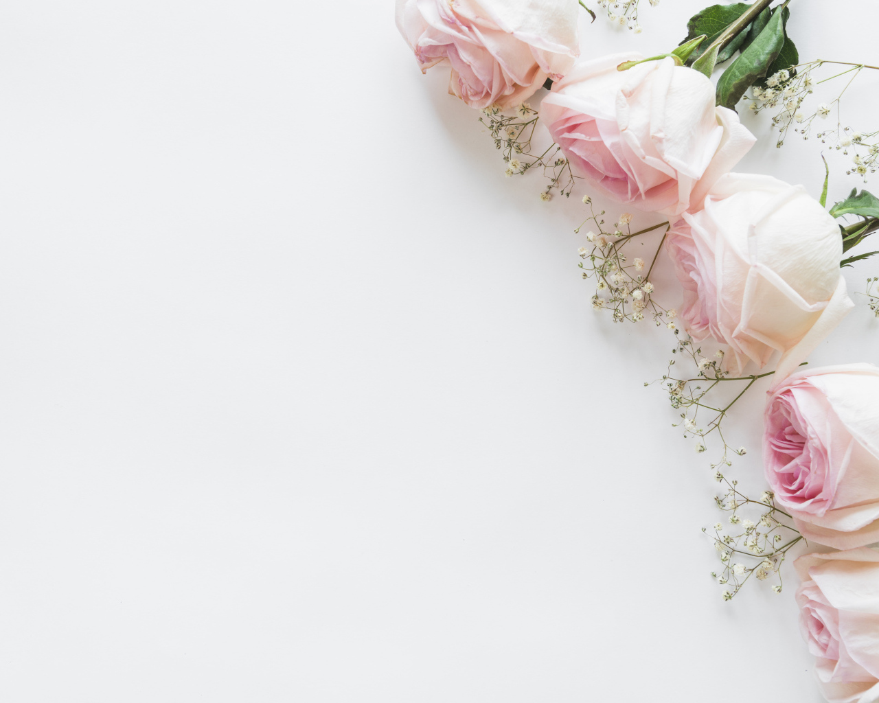 Пять розовых роз с гипсофилой на белом фоне