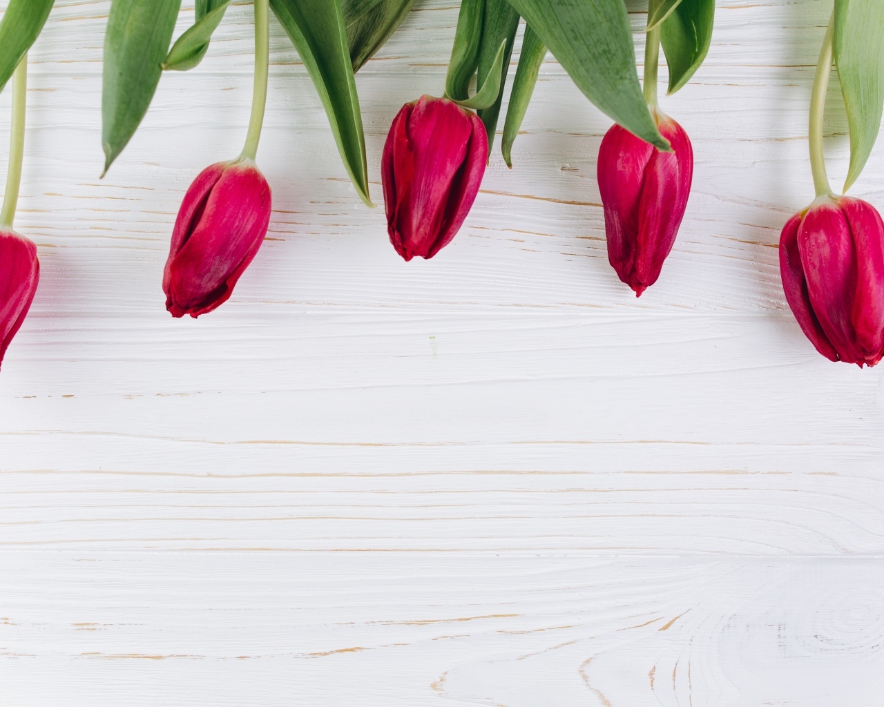 Пять красных тюльпанов на белом фоне