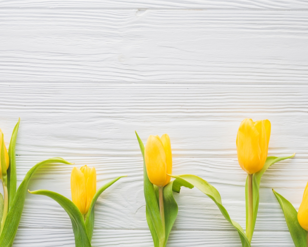 Пять желтых тюльпанов на белом фоне весной