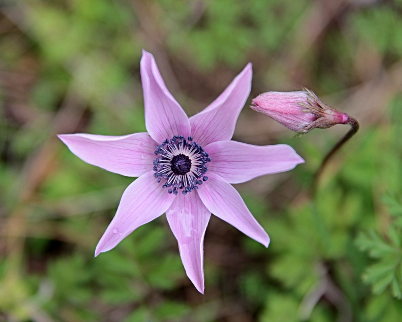 Лесной цветок анемона с бутоном крупным планом