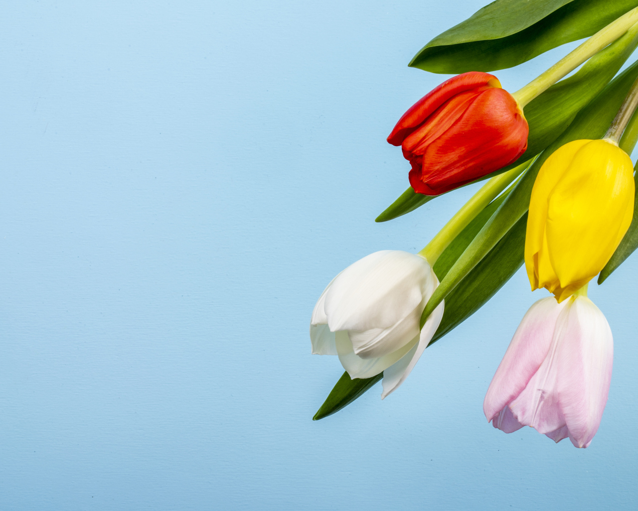 Четыре тюльпана на голубом фоне