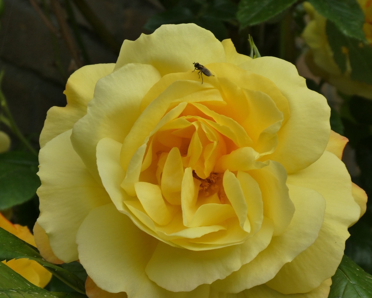 Ароматная садовая желтая роза с мухой