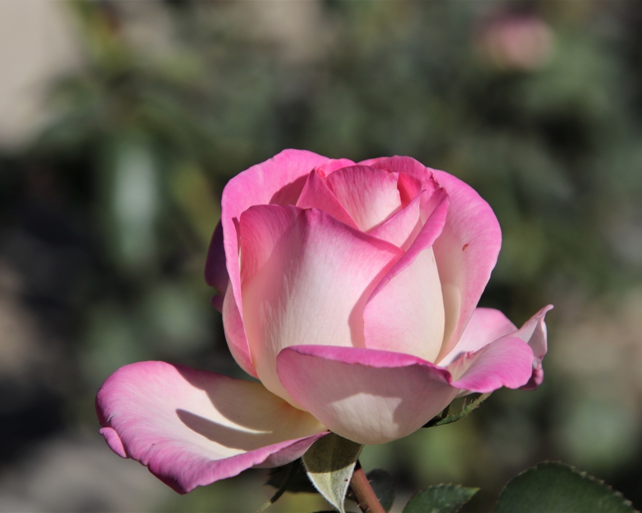 Ароматная розовая роза крупным планом