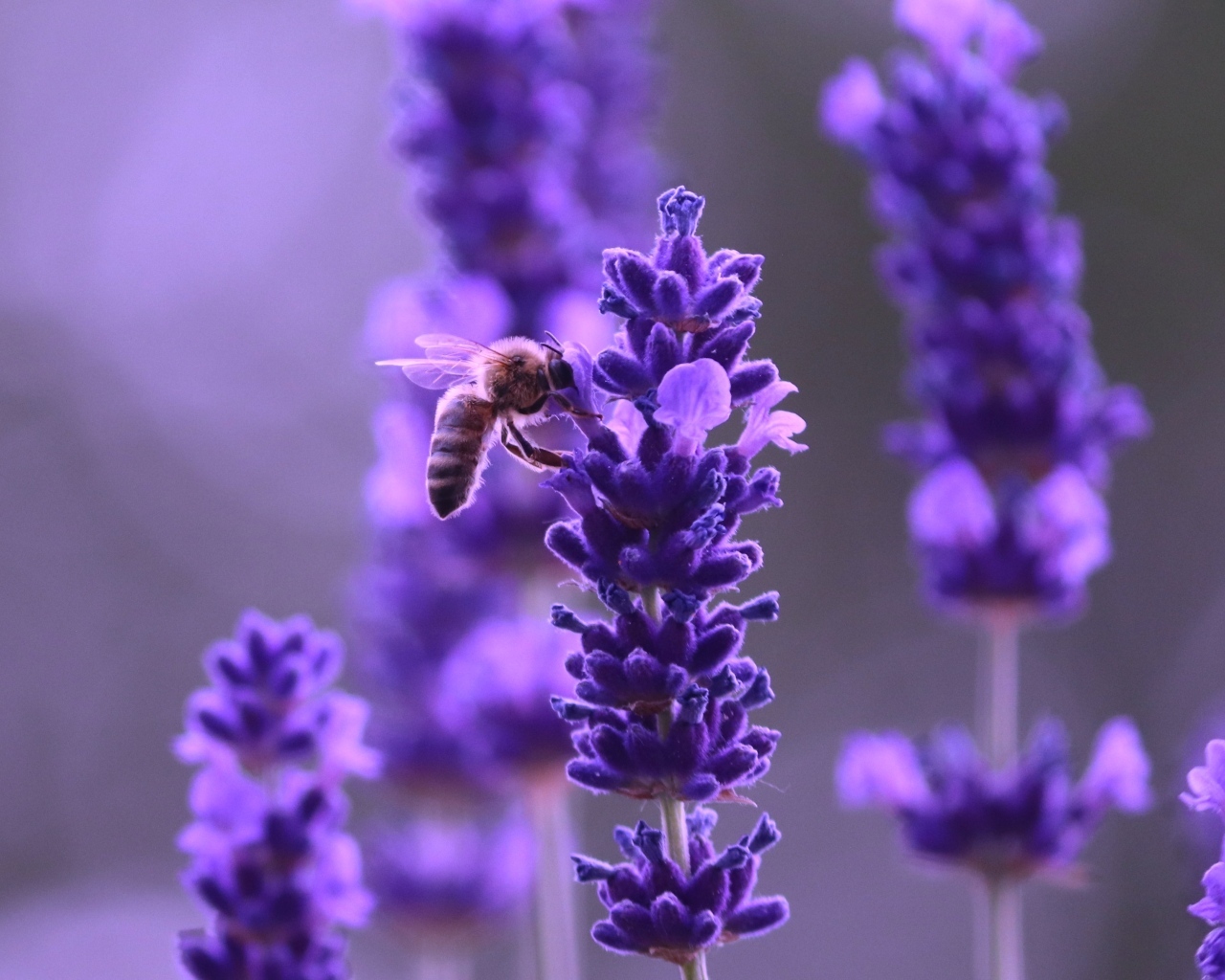 Ароматные фиолетовые цветы полевой лаванды