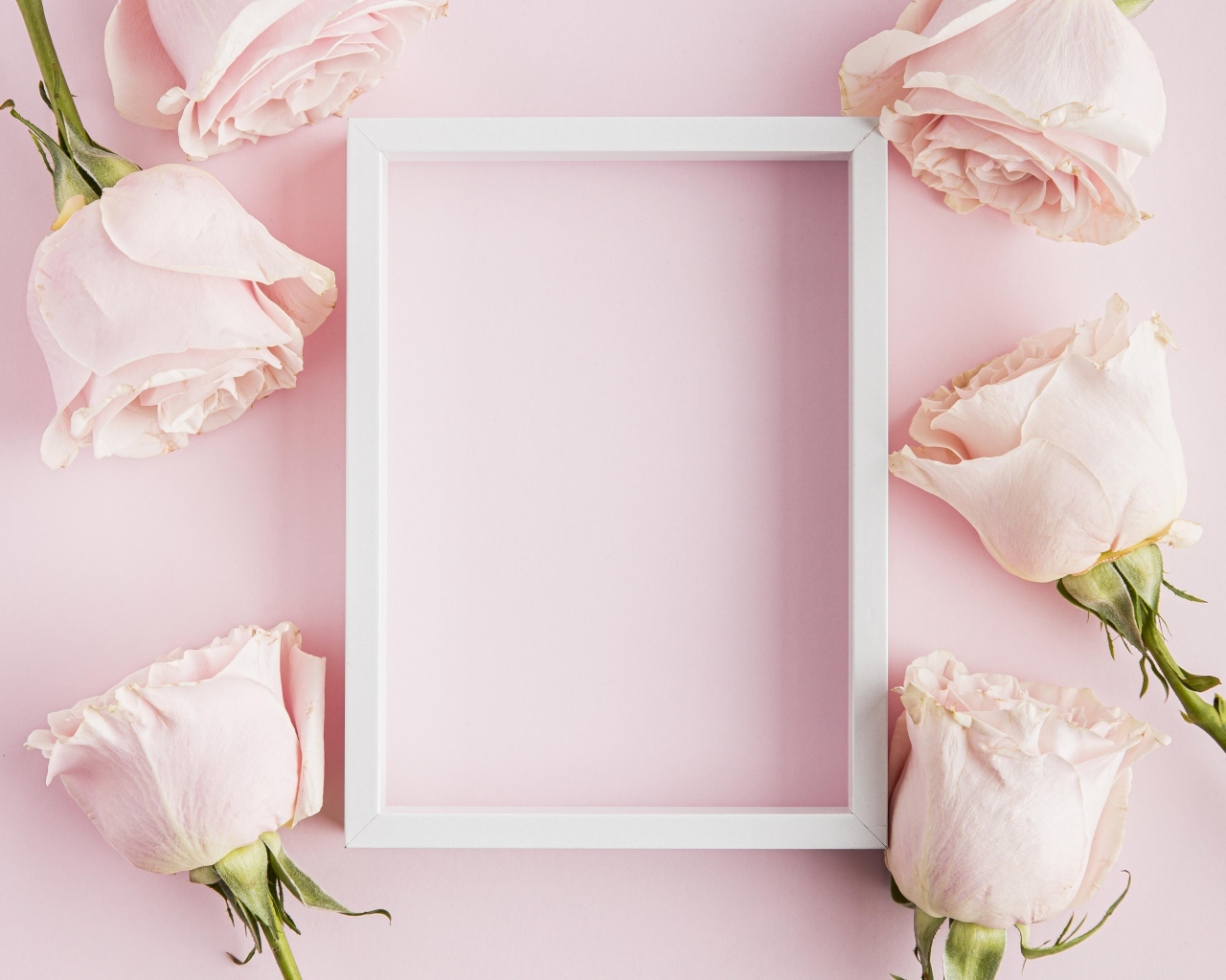 Рамка с бутонами роз на розовом фоне