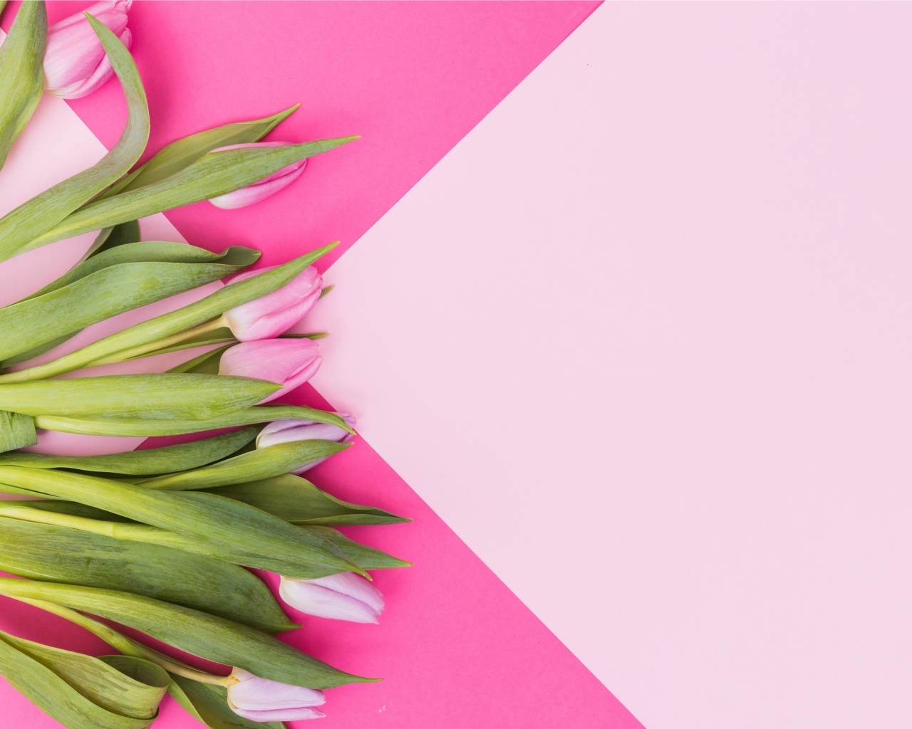 Свежие тюльпаны на нежном розовом фоне