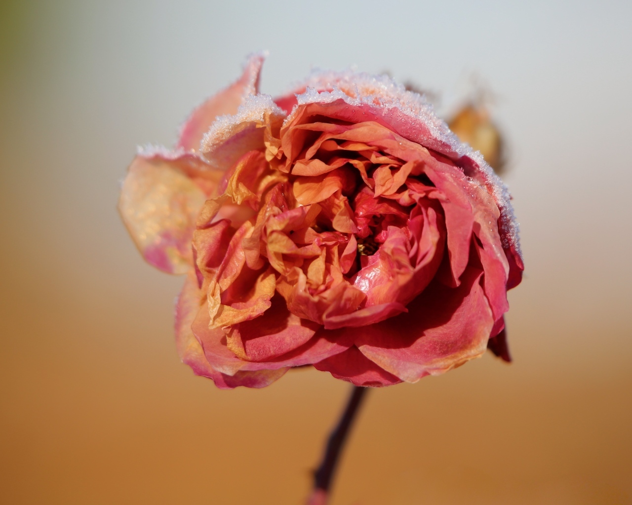 Замерзшая покрытая снегом роза крупным планом