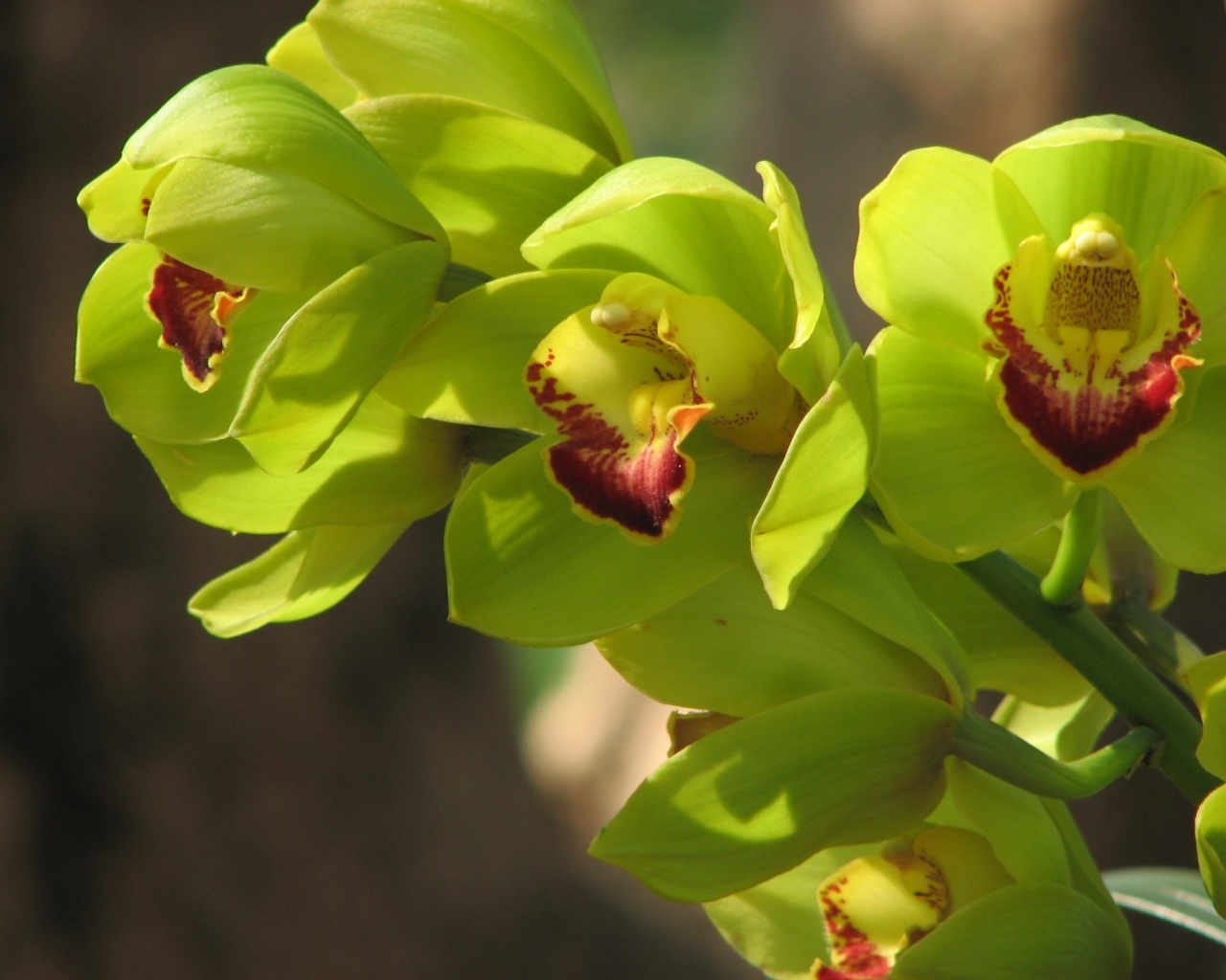 Зеленые цветы орхидеи крупным планом