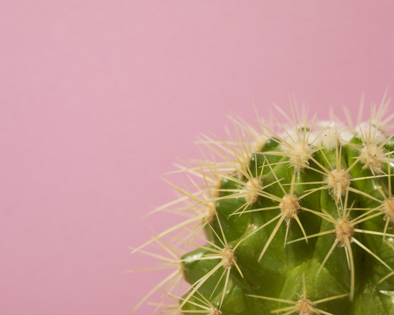 Зеленый колючий кактус на розовом фоне