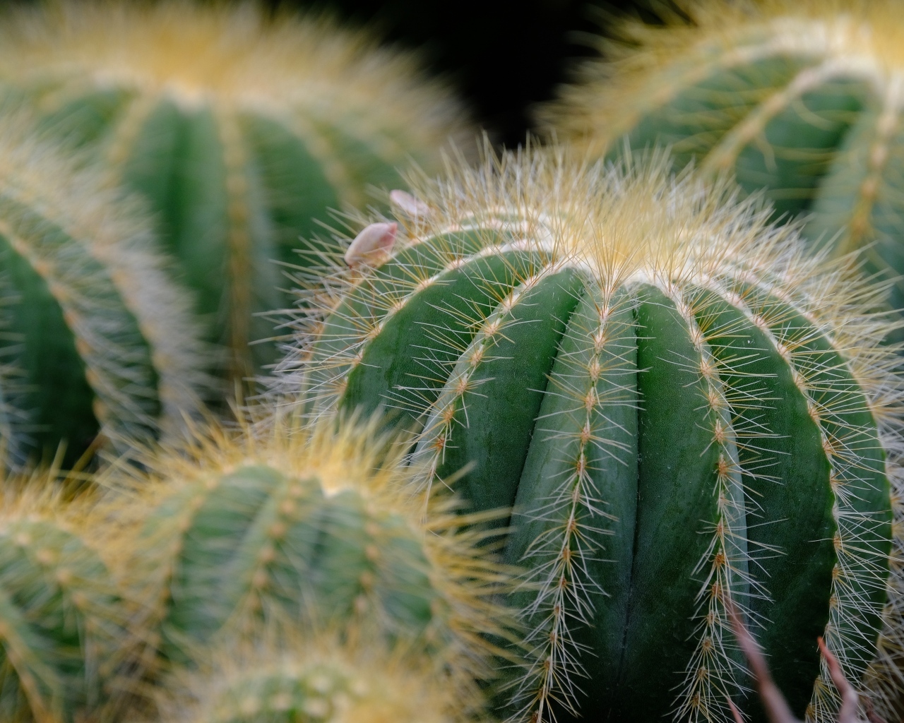 Зеленые колючие кактусы в горшке