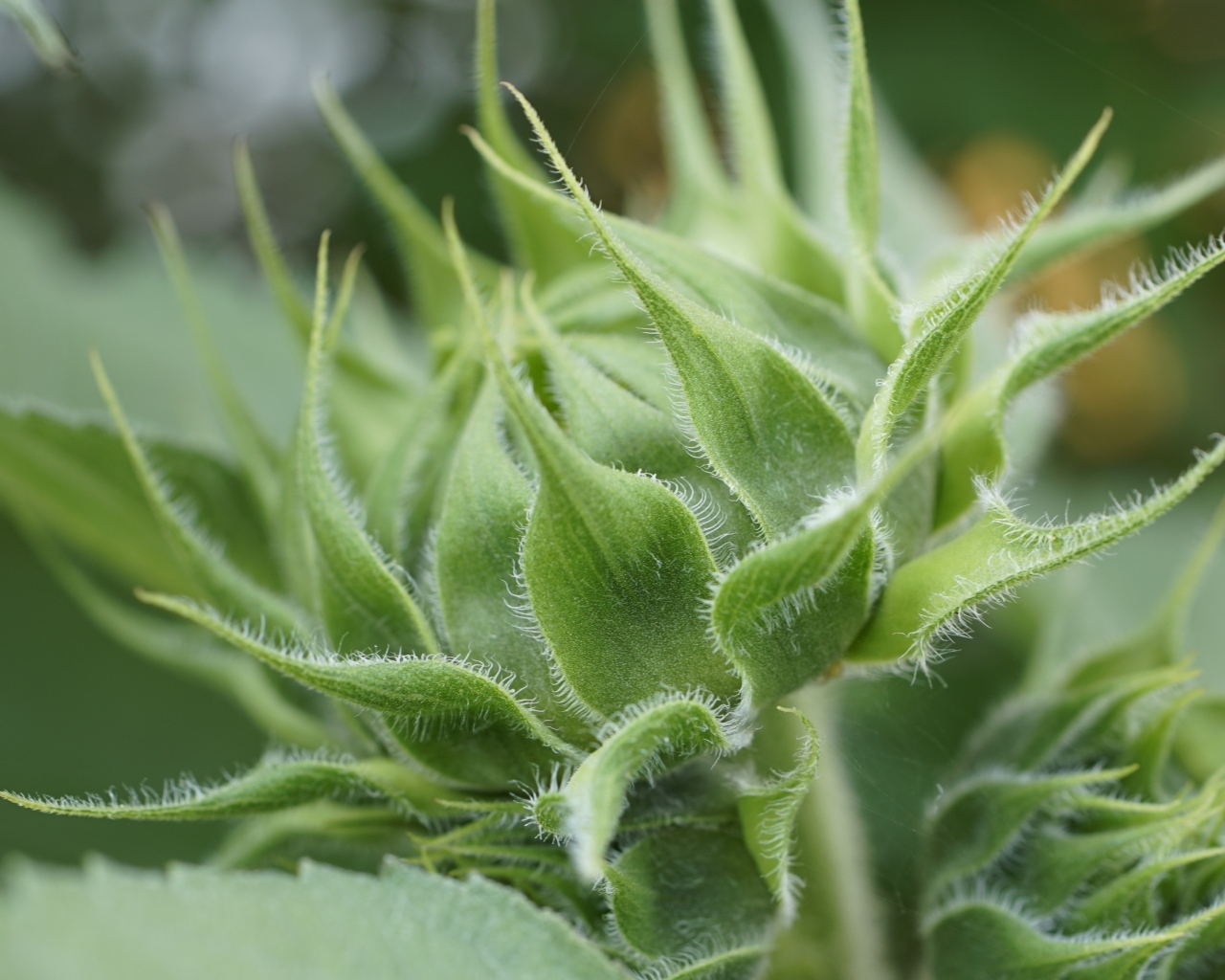 Зеленый нераспустившийся бутон подсолнуха