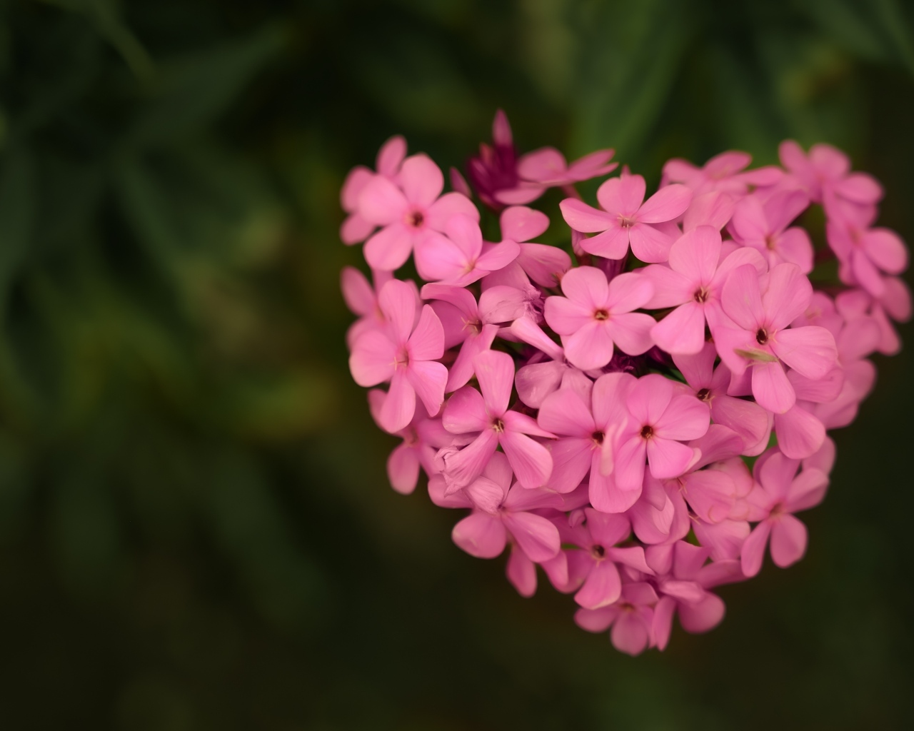 Сердце из розовых цветов флокса