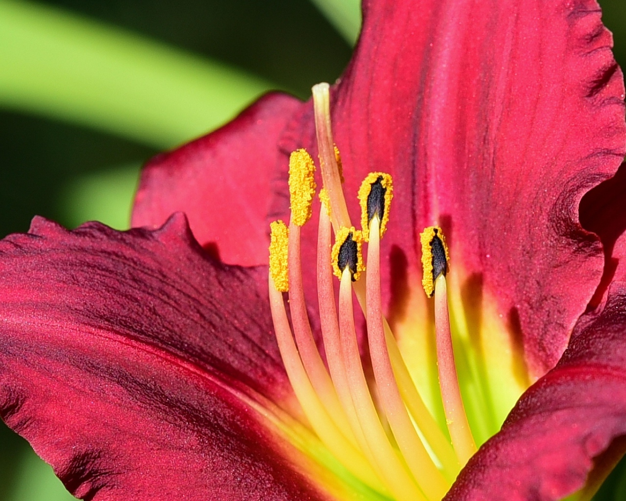 Большие бордовые лепестки лилейника