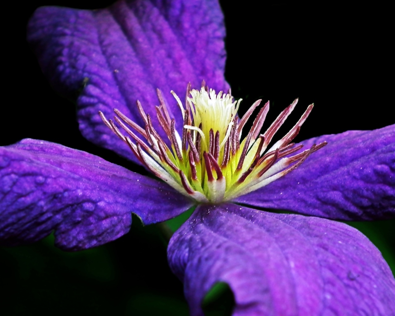 Крупный цветок клематиса на черном фоне