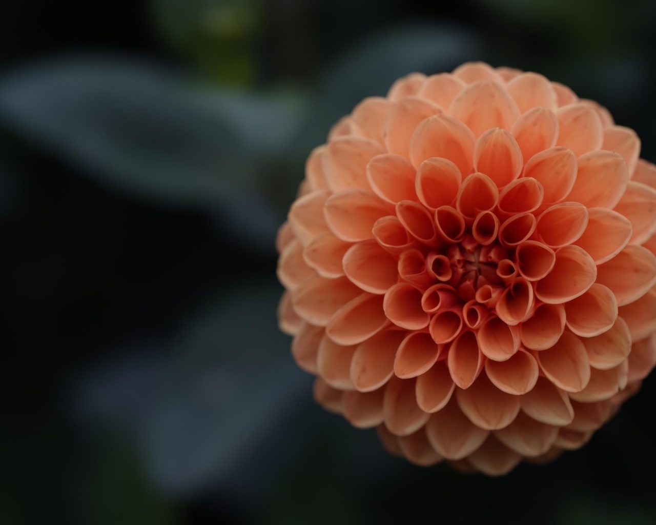 Большой оранжевый цветок георгина крупным планом