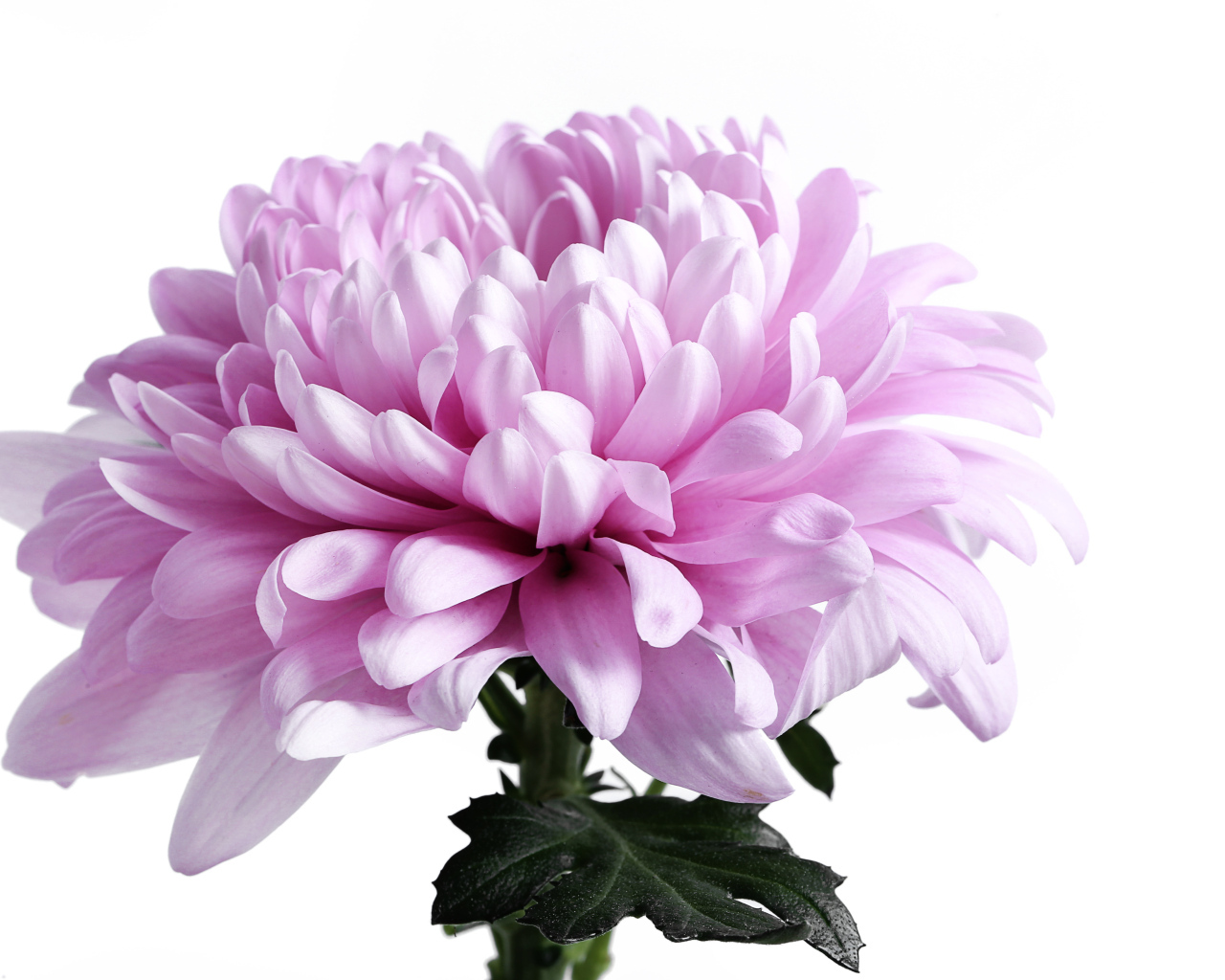 Крупный розовый цветок хризантемы на белом фоне