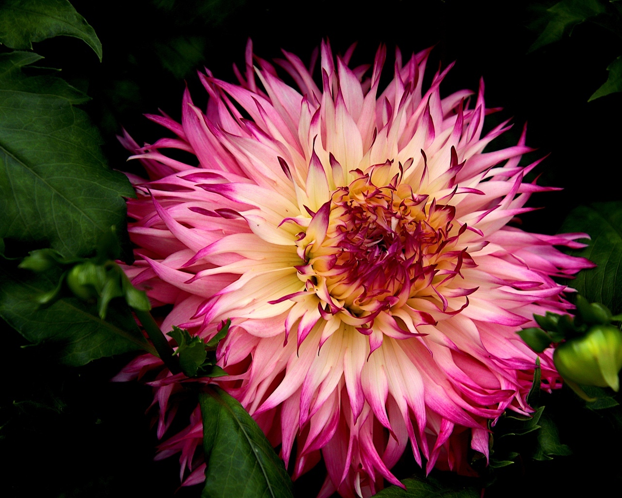 Крупная розовая георгина на клумбе