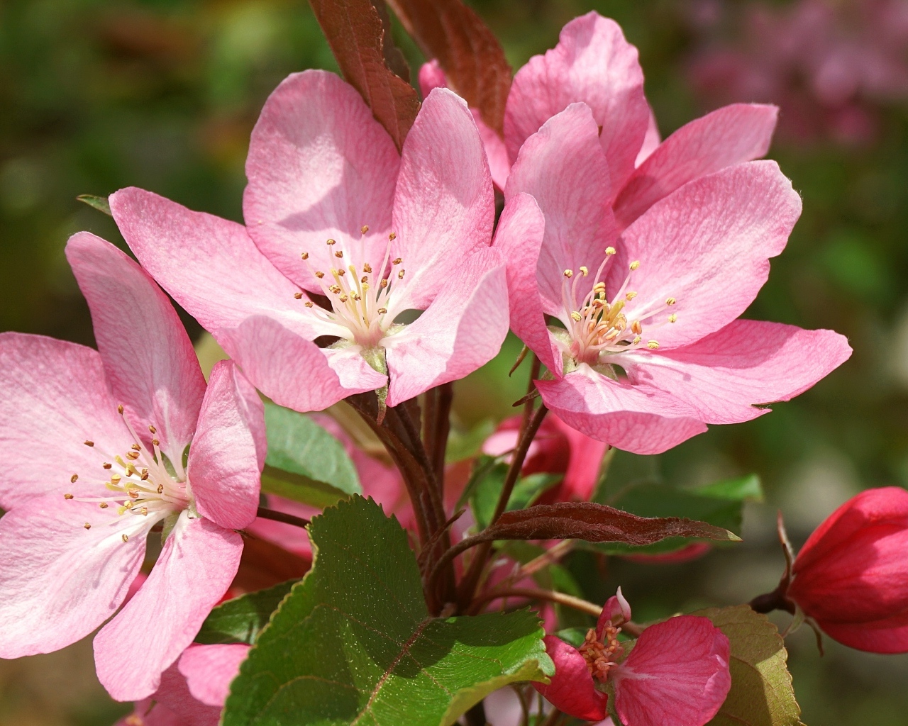 Крупные розовые цветы на ветке
