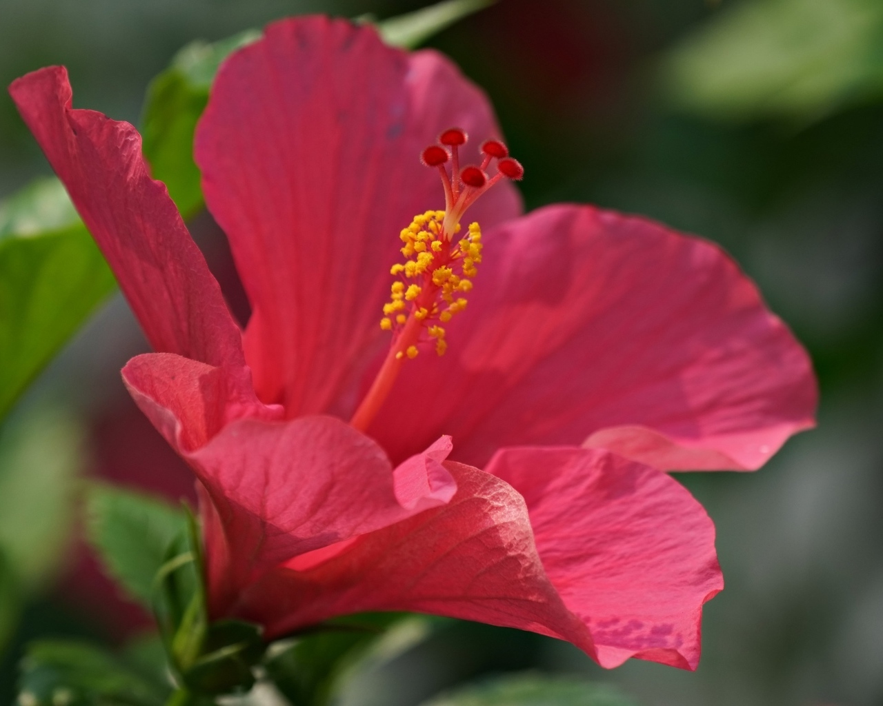 Большой розовый гибискус крупным планом