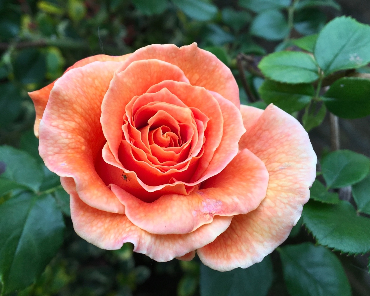 Большая розовая роза на клумбе