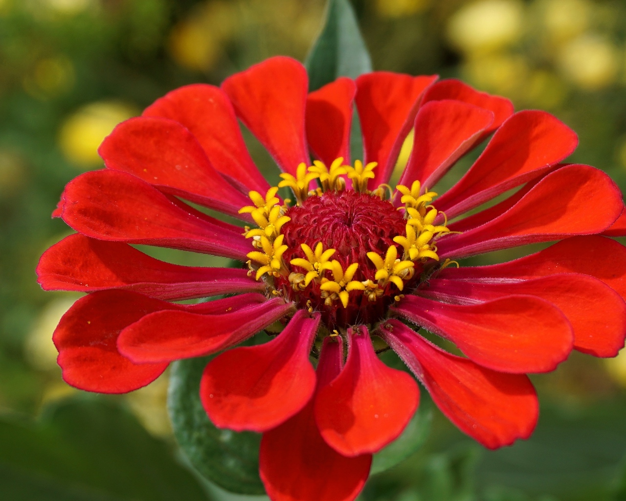 Большой красный цветок цинния