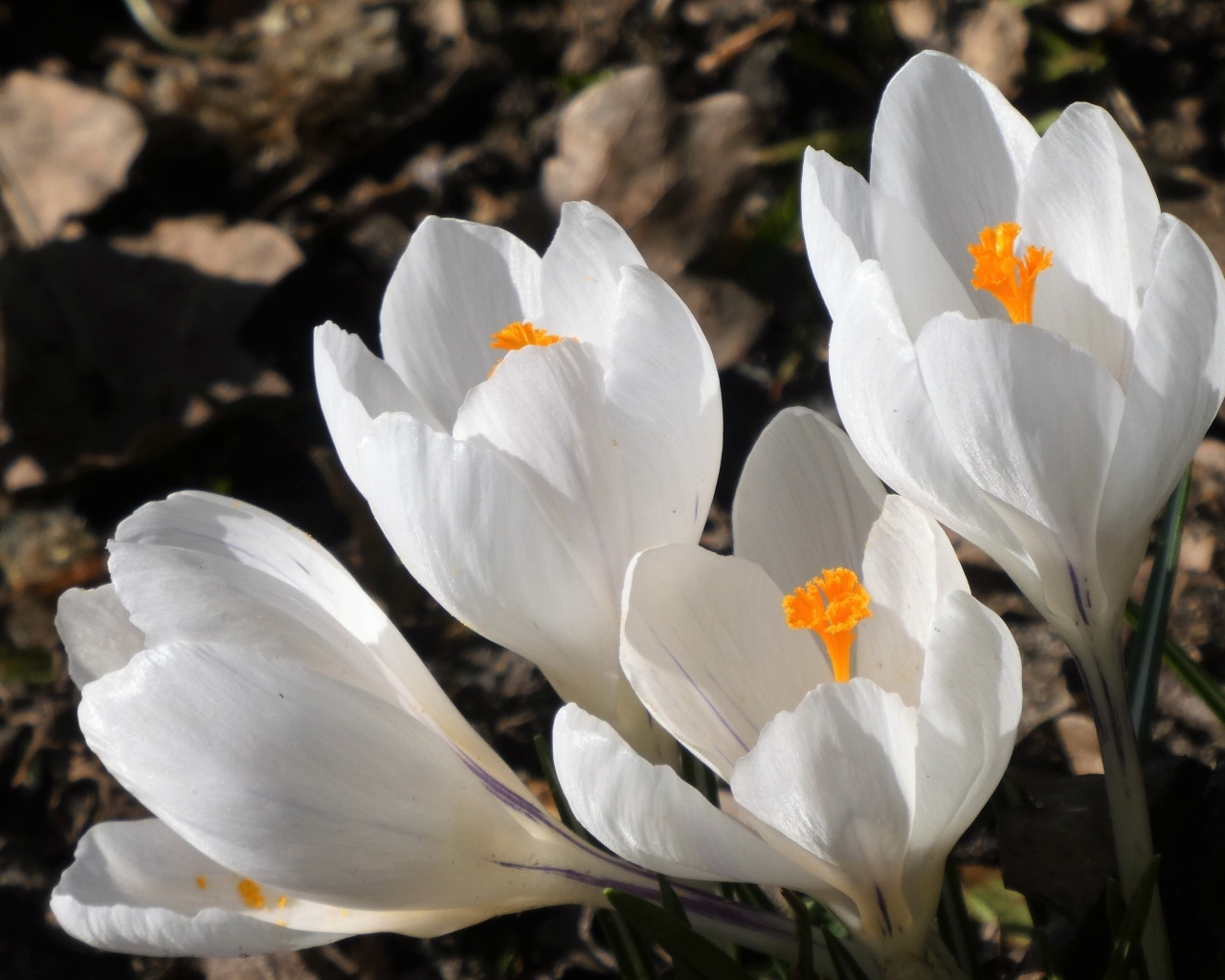 Крупные белые крокусы весной на клумбе