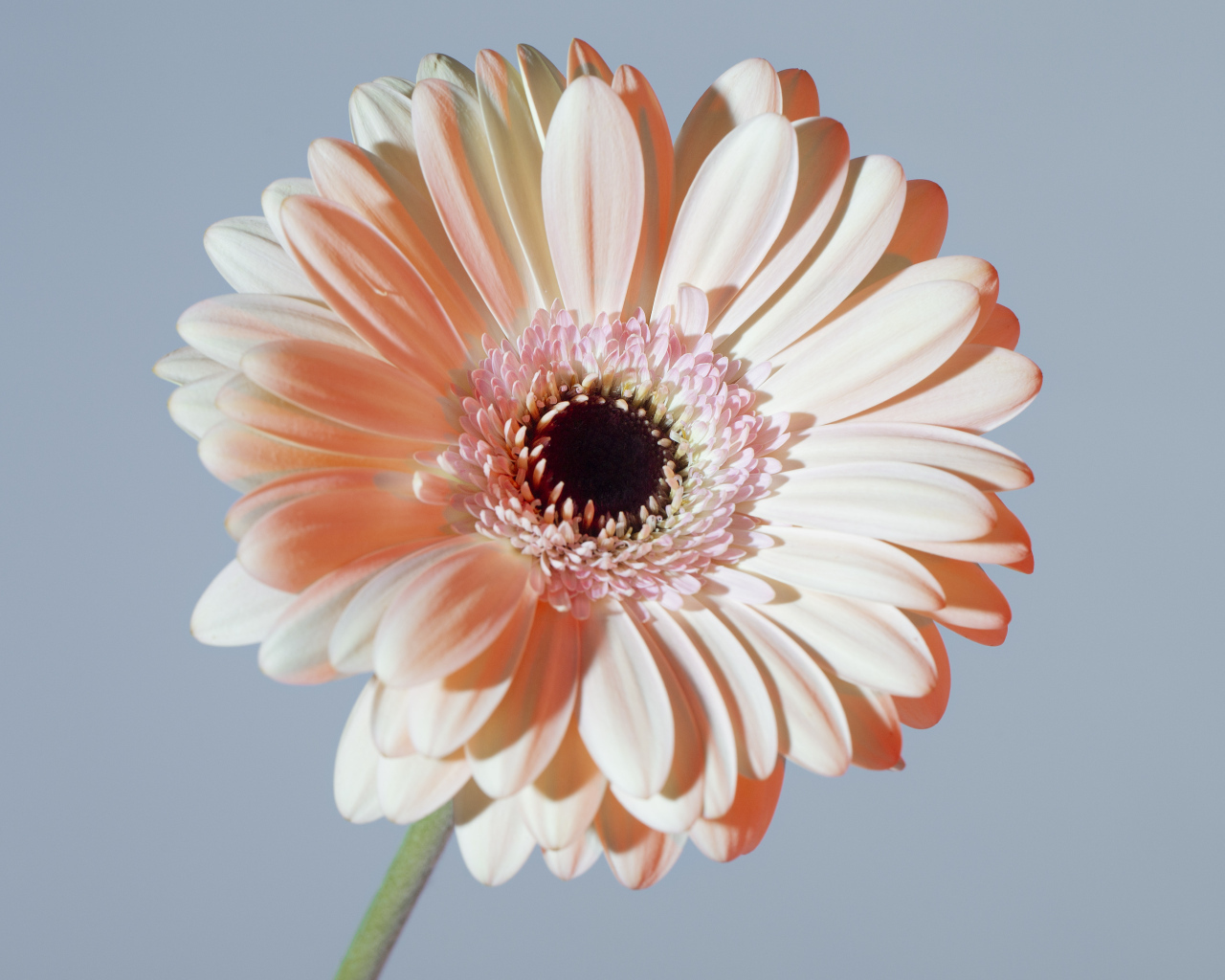 Крупная белая гербера на сером фоне