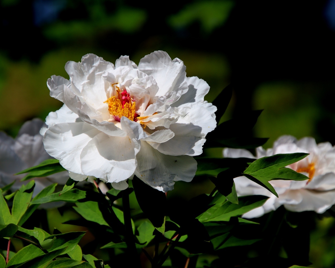 Большой белый пион крупным планом
