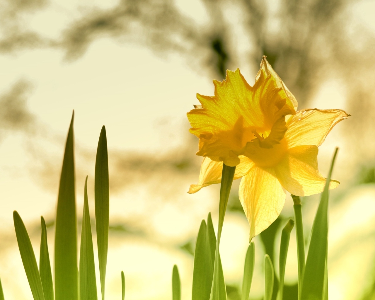 Крупный желтый цветок нарцисса