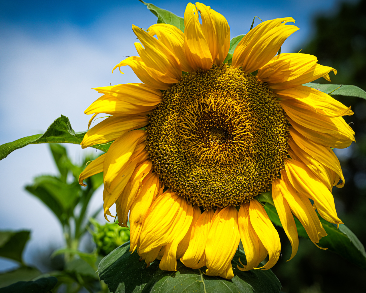 Большой желтый подсолнух на фоне голубого неба