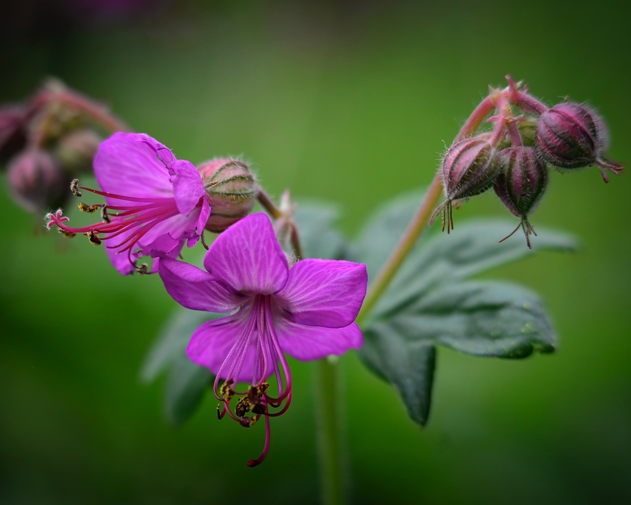 Сиреневые садовые цветы на зеленом фоне