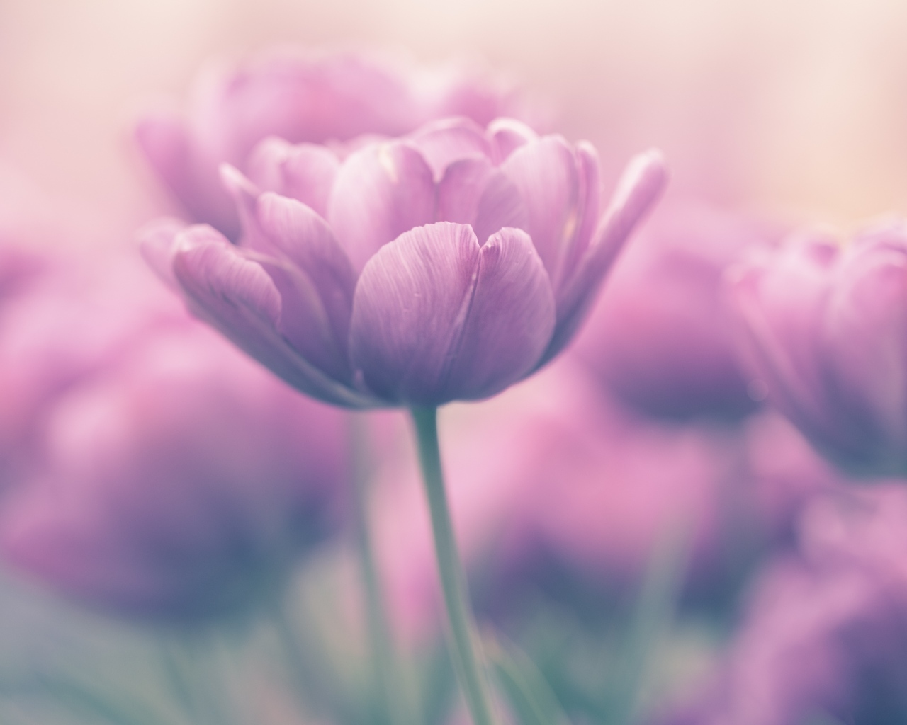 Сиреневый тюльпан крупным планом