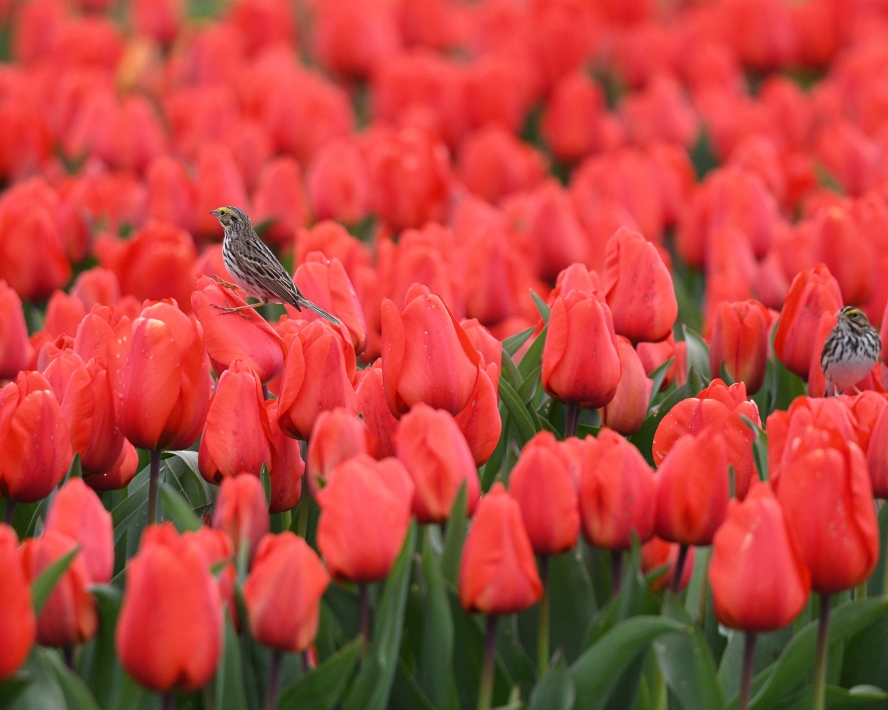 Маленькие птички сидят на красных тюльпанах