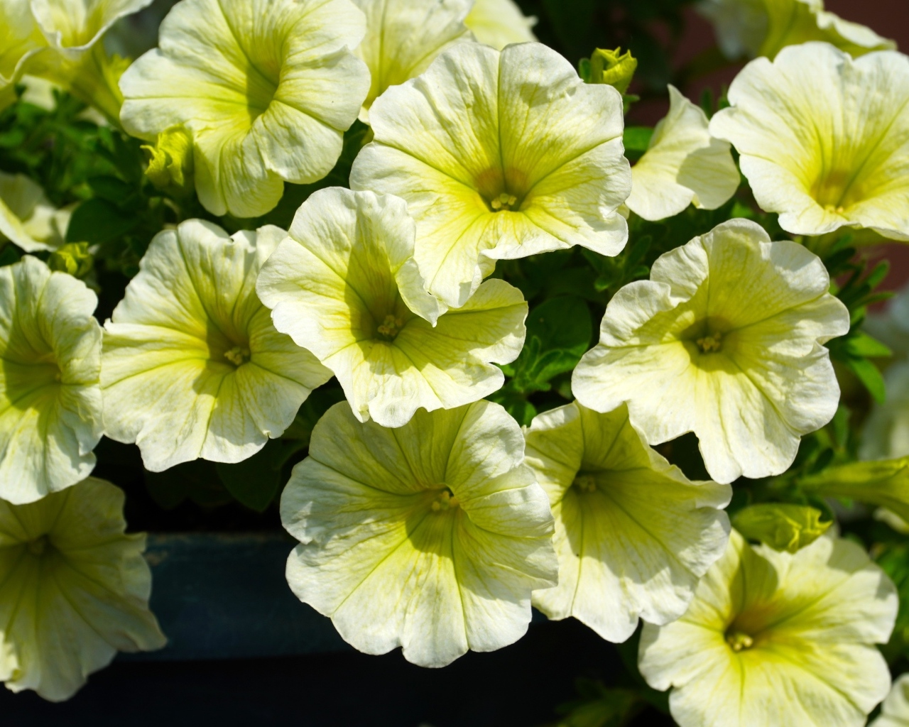 Много садовых цветок петунии