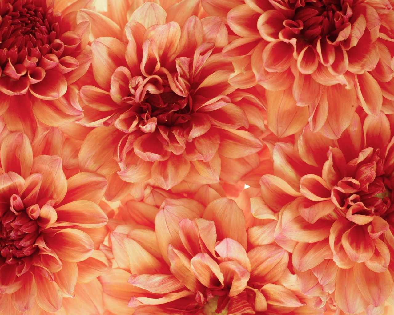 Много оранжевых георгин крупным планом