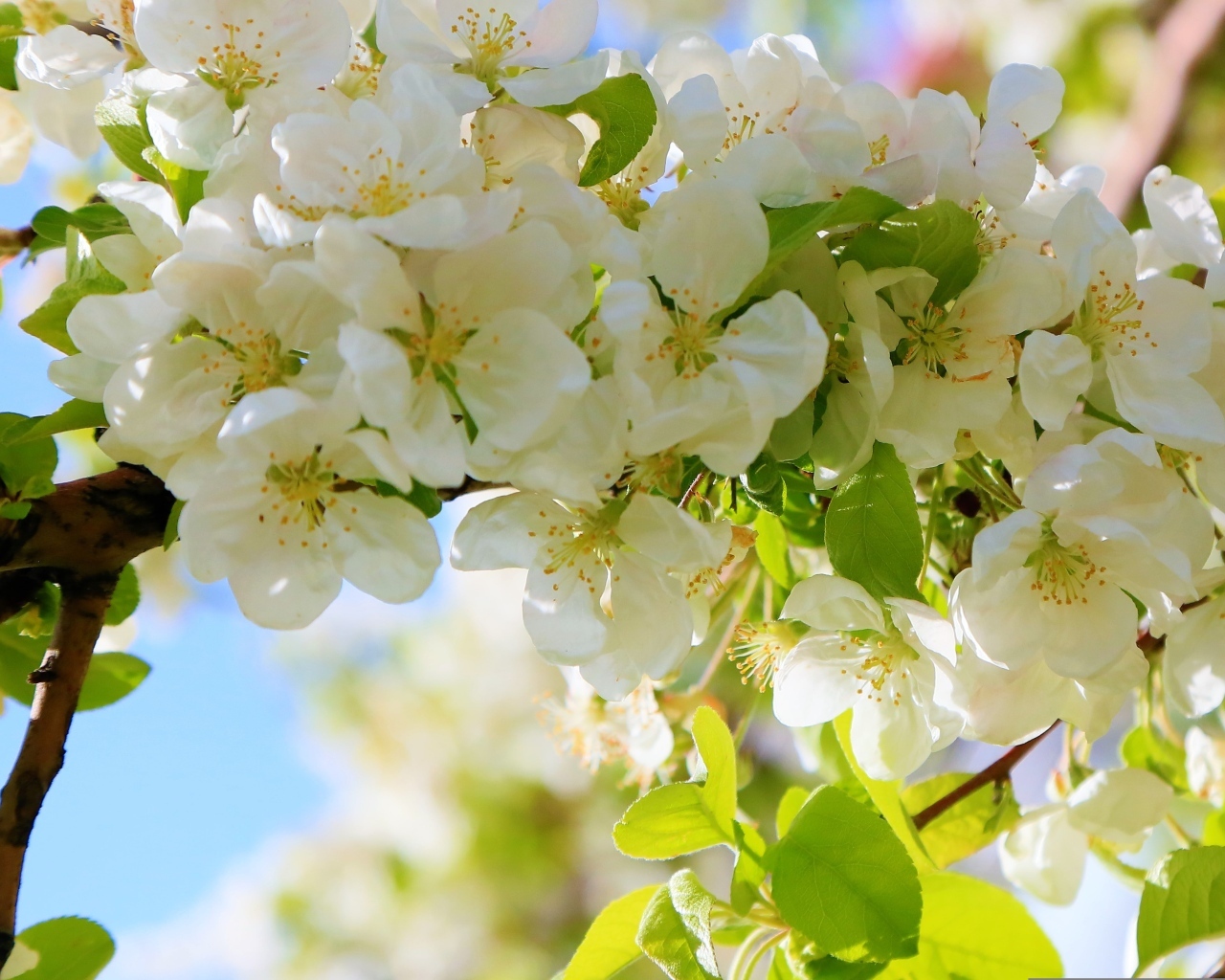 Пышная цветущая ветка яблони