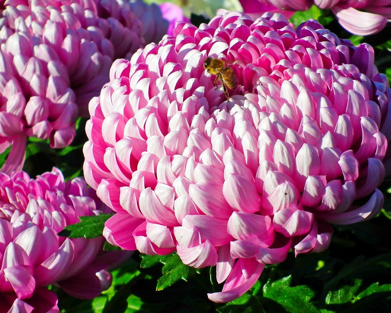 Пышные крупные розовые цветы хризантемы