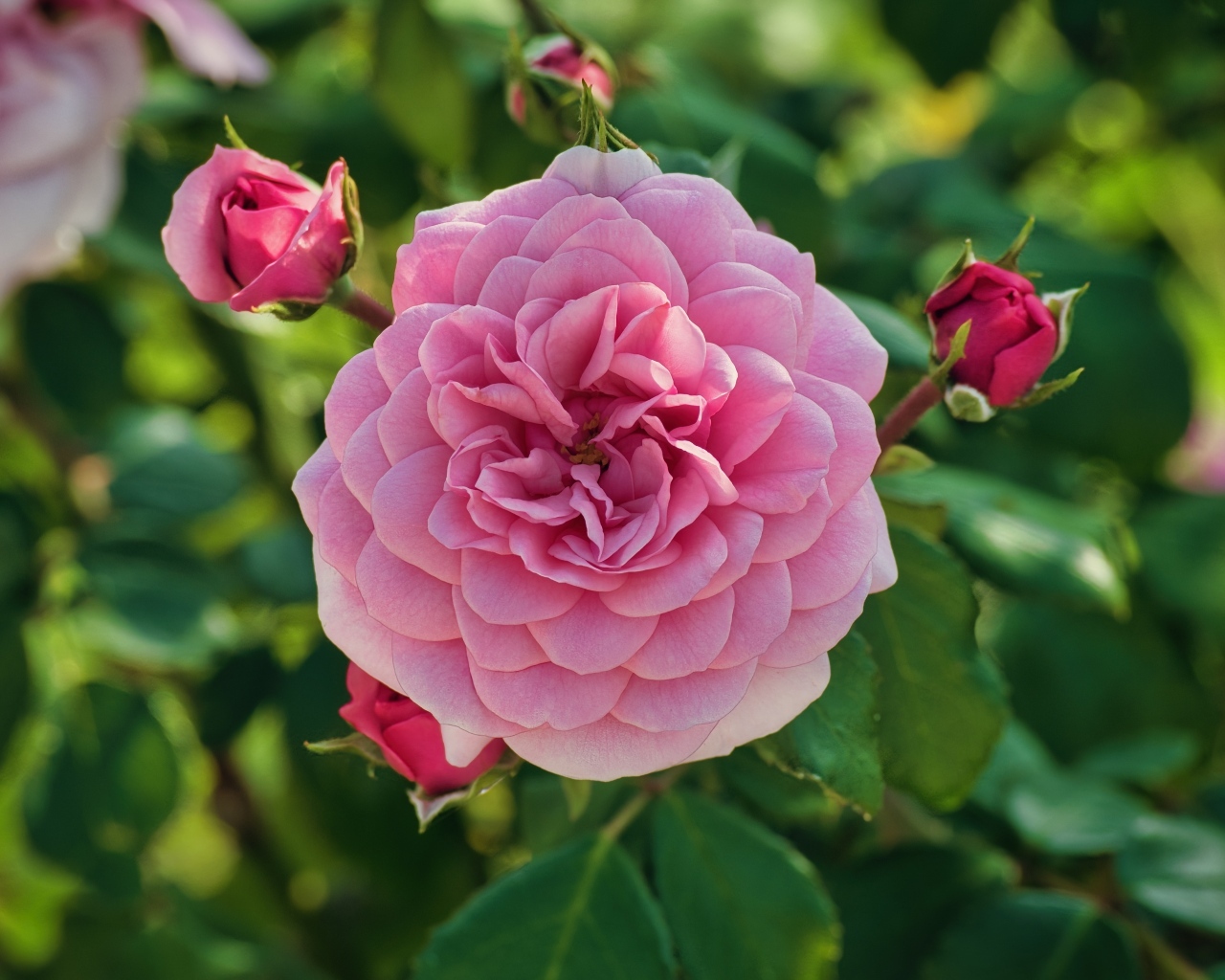 Пышная розовая роза с бутонами на клумбе