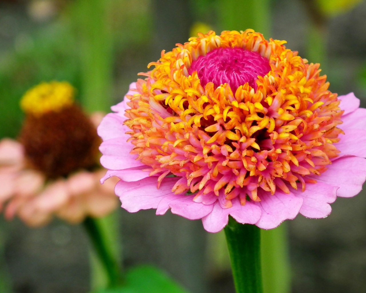 Пышный розовый цветок циннии 