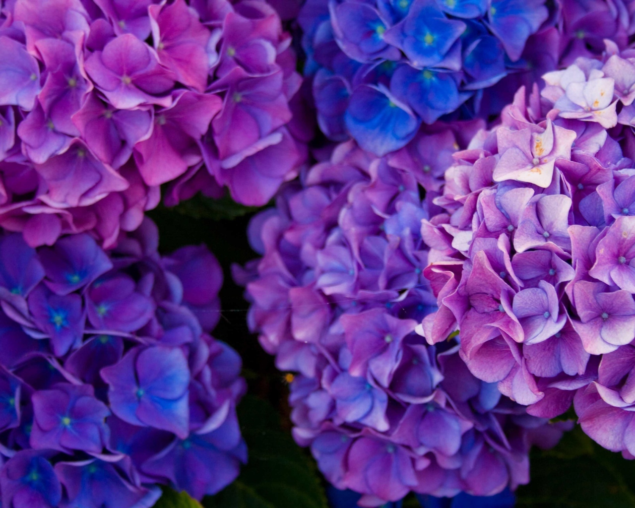Пышные фиолетовые  цветы гортензии