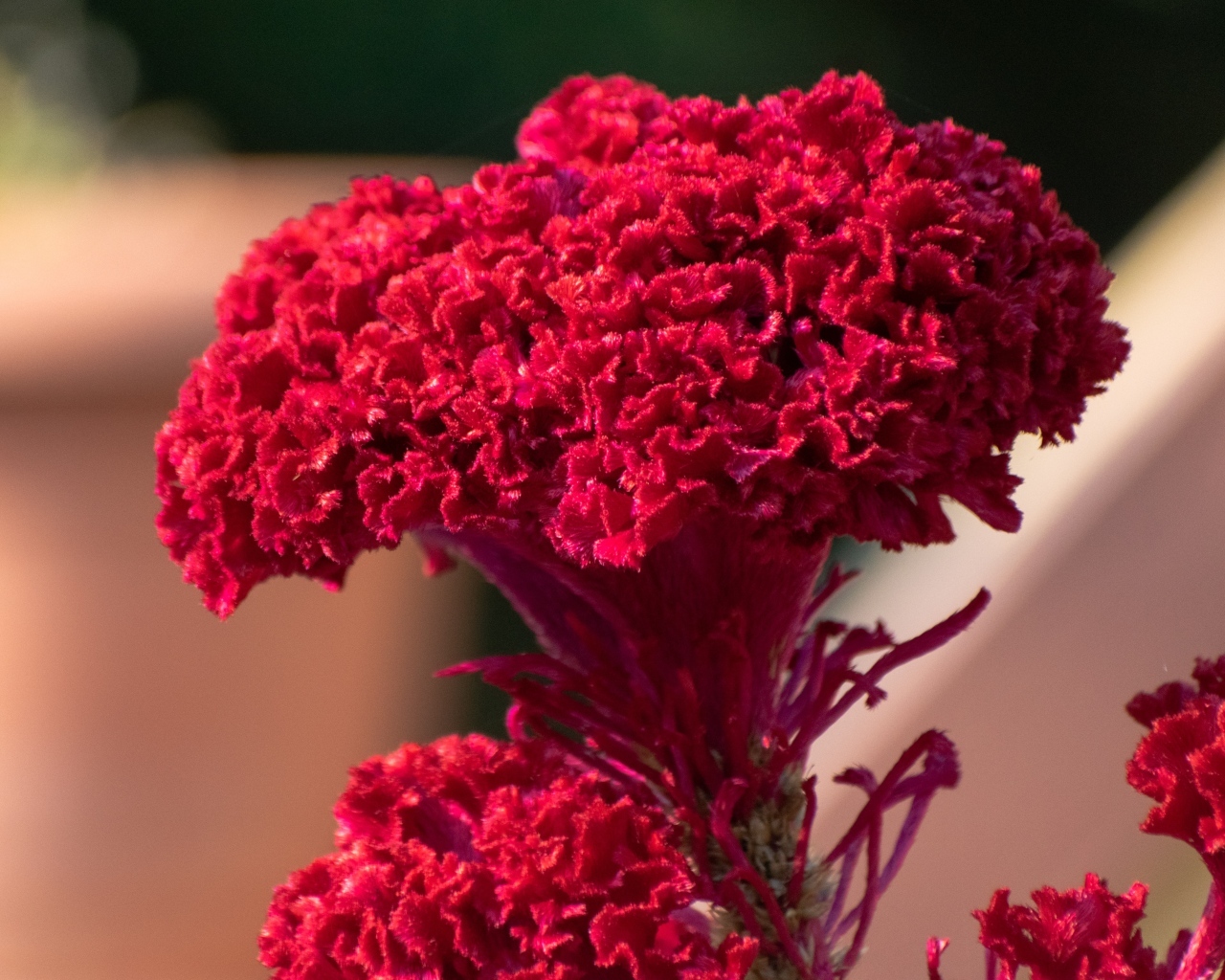 Пышный красный цветок крупным планом