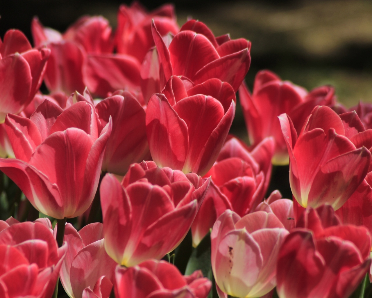 Много ярких розовых тюльпанов крупным планом