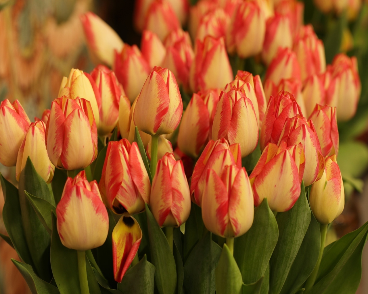 Много оранжевых тюльпанов крупным планом