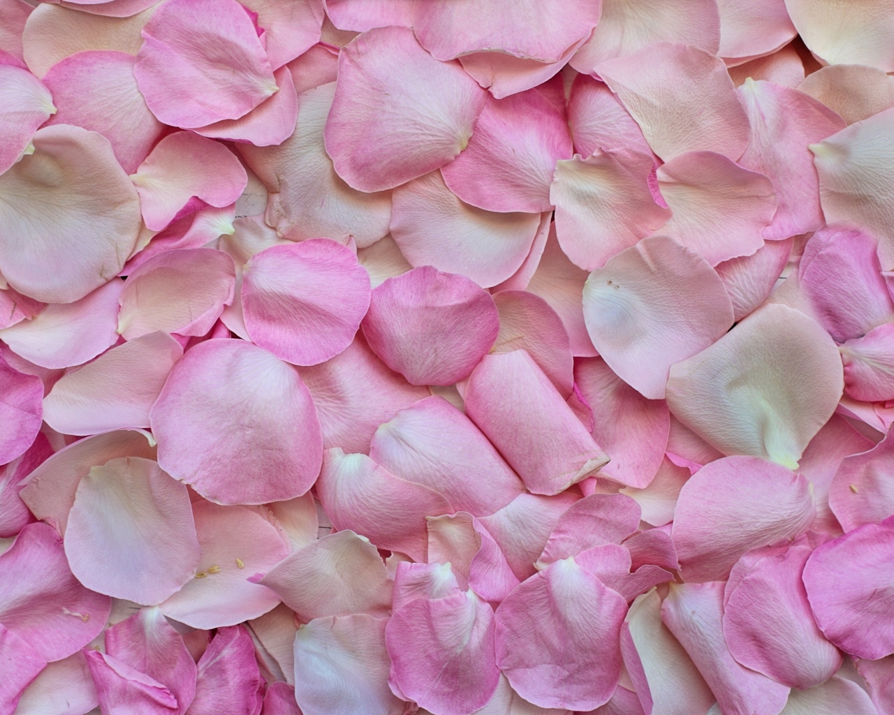Много сорванных розовых лепестков розы