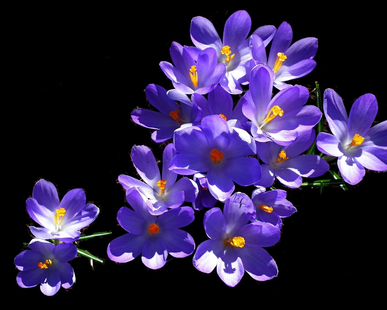 Много фиолетовых крокусов на черном фоне