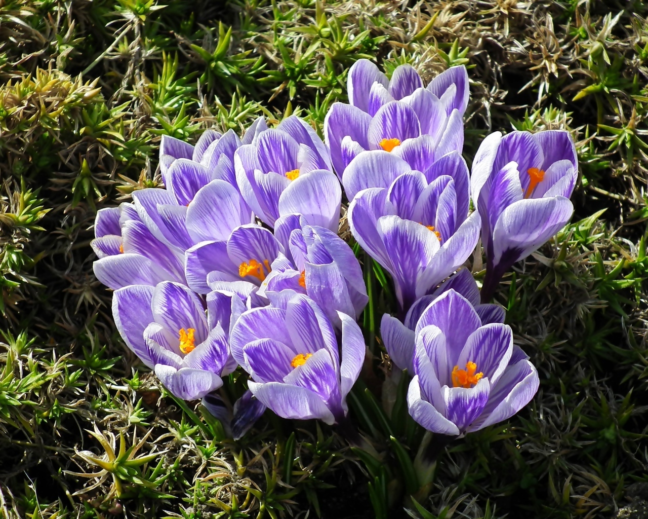 Много маленький ярких фиолетовых цветов крокуса