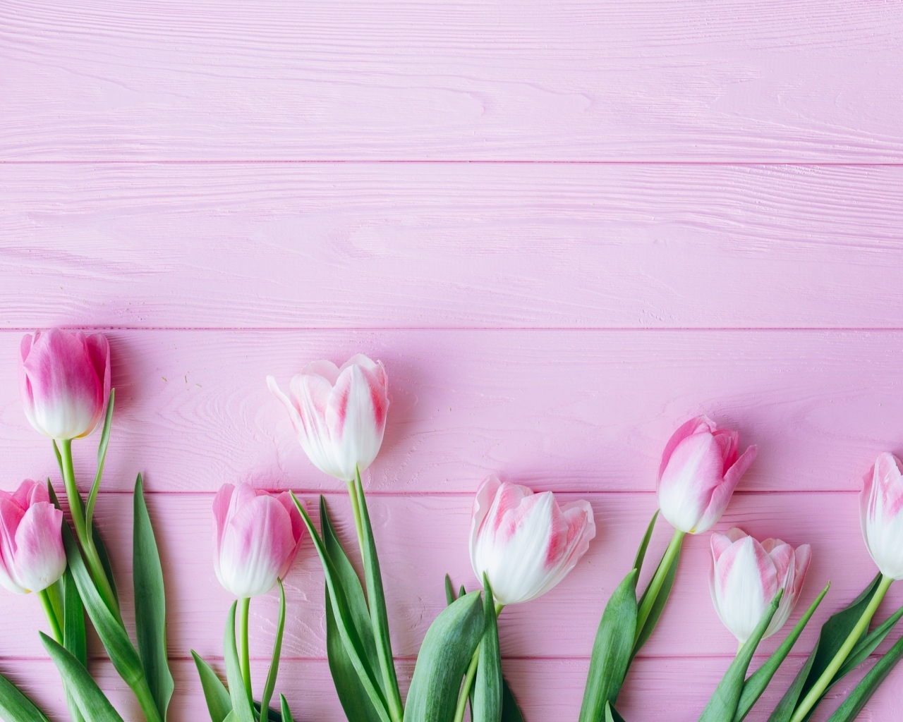 Много тюльпанов на розовом фоне