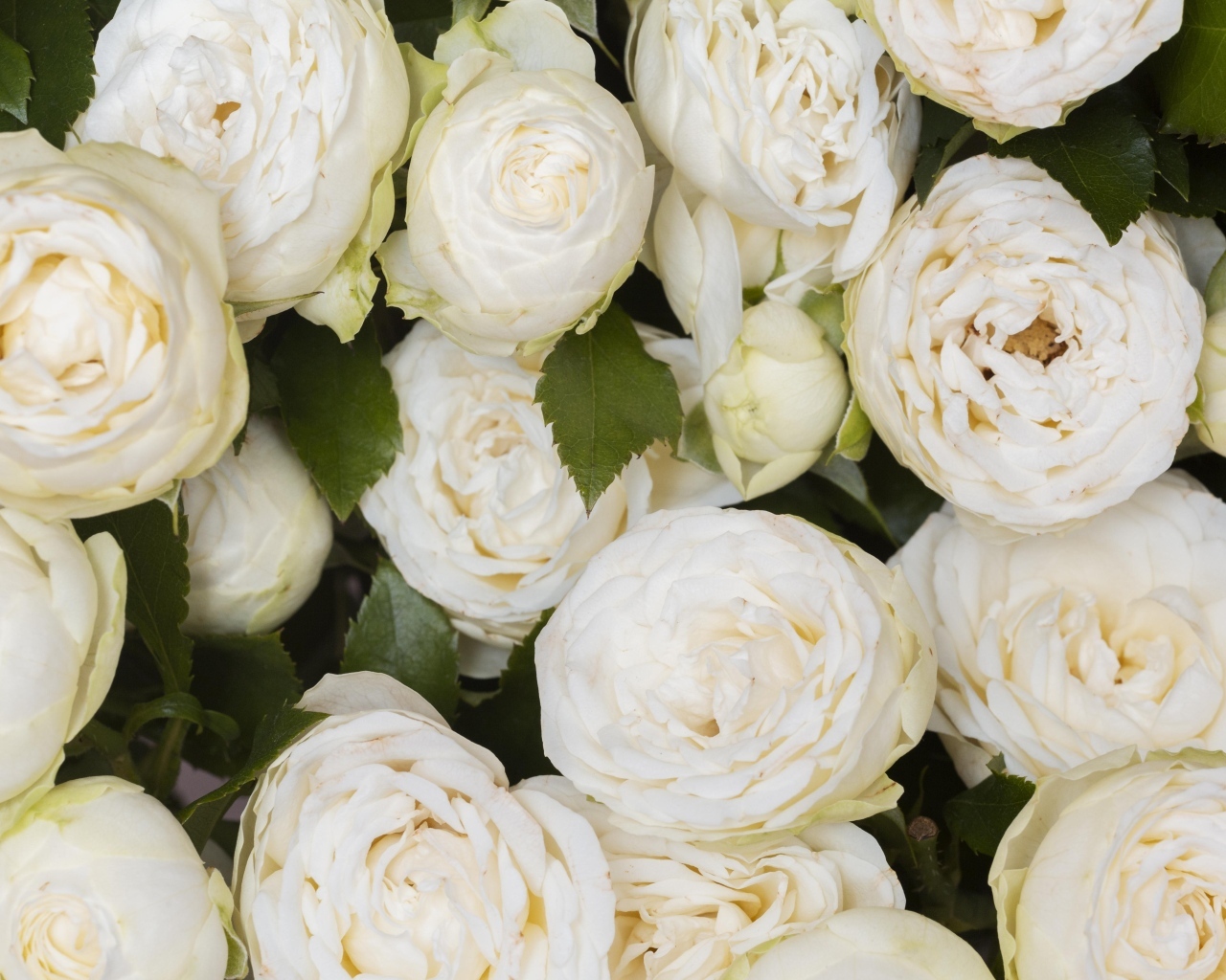 Много белых садовых роз крупным планом