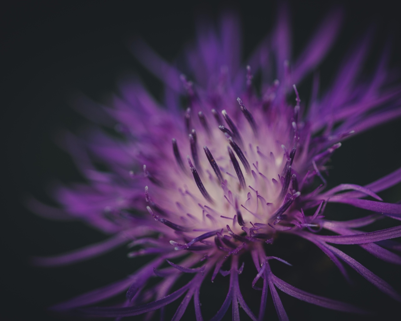 Середина фиолетового цветка на черном фоне